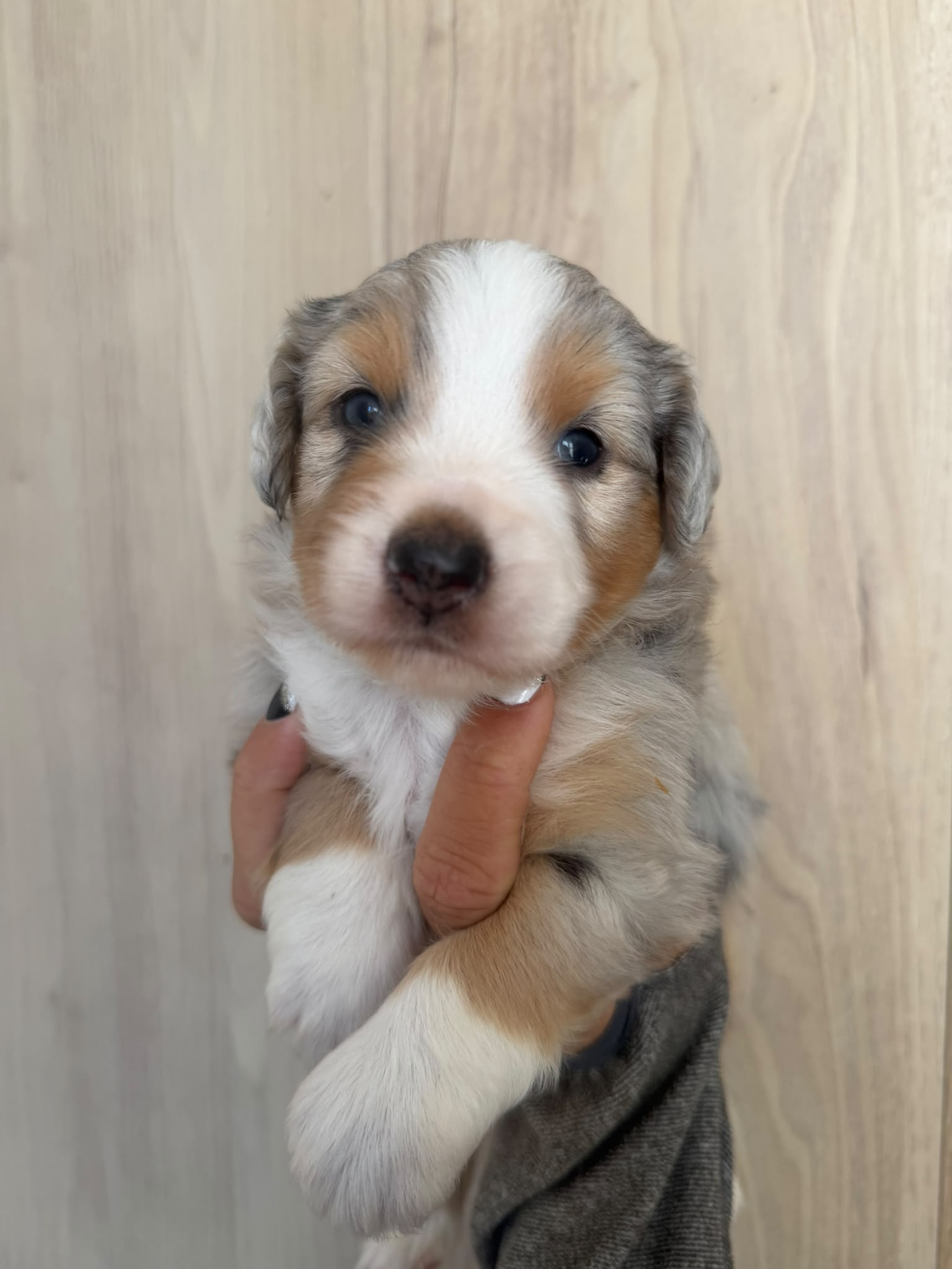 Beta, chiot Berger Américain Miniature