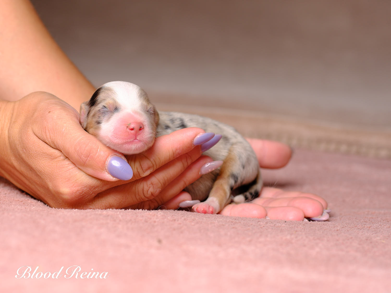Chiot Berger Américain Miniature Bloodreina - photo 4