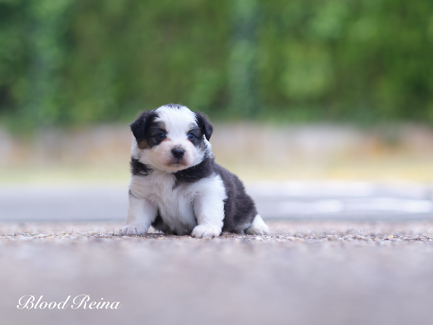 Black Pearl, chiot Berger Américain Miniature