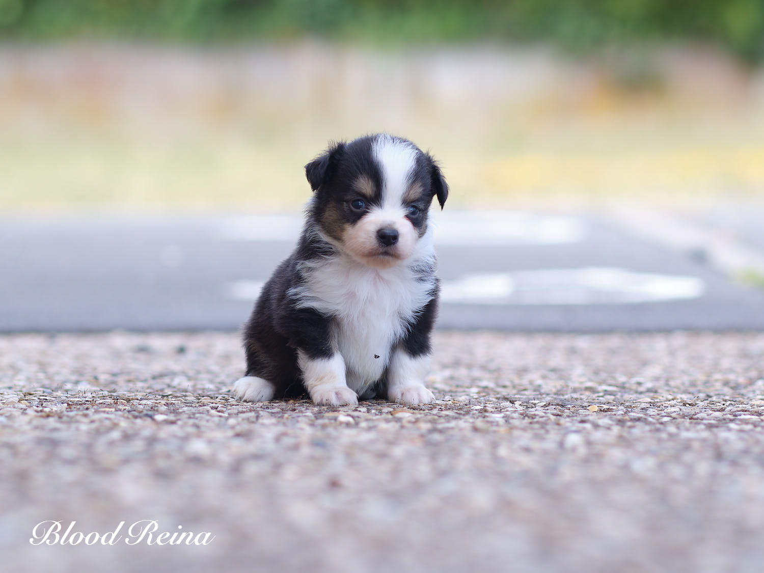 Bohème, chiot Berger Américain Miniature