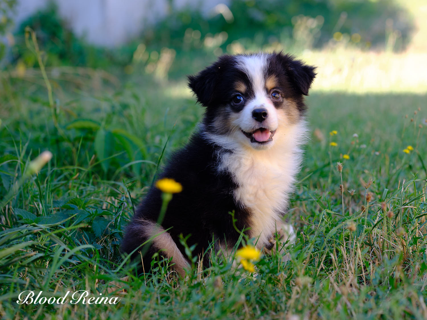 Bohème, chiot Berger Américain Miniature disponible