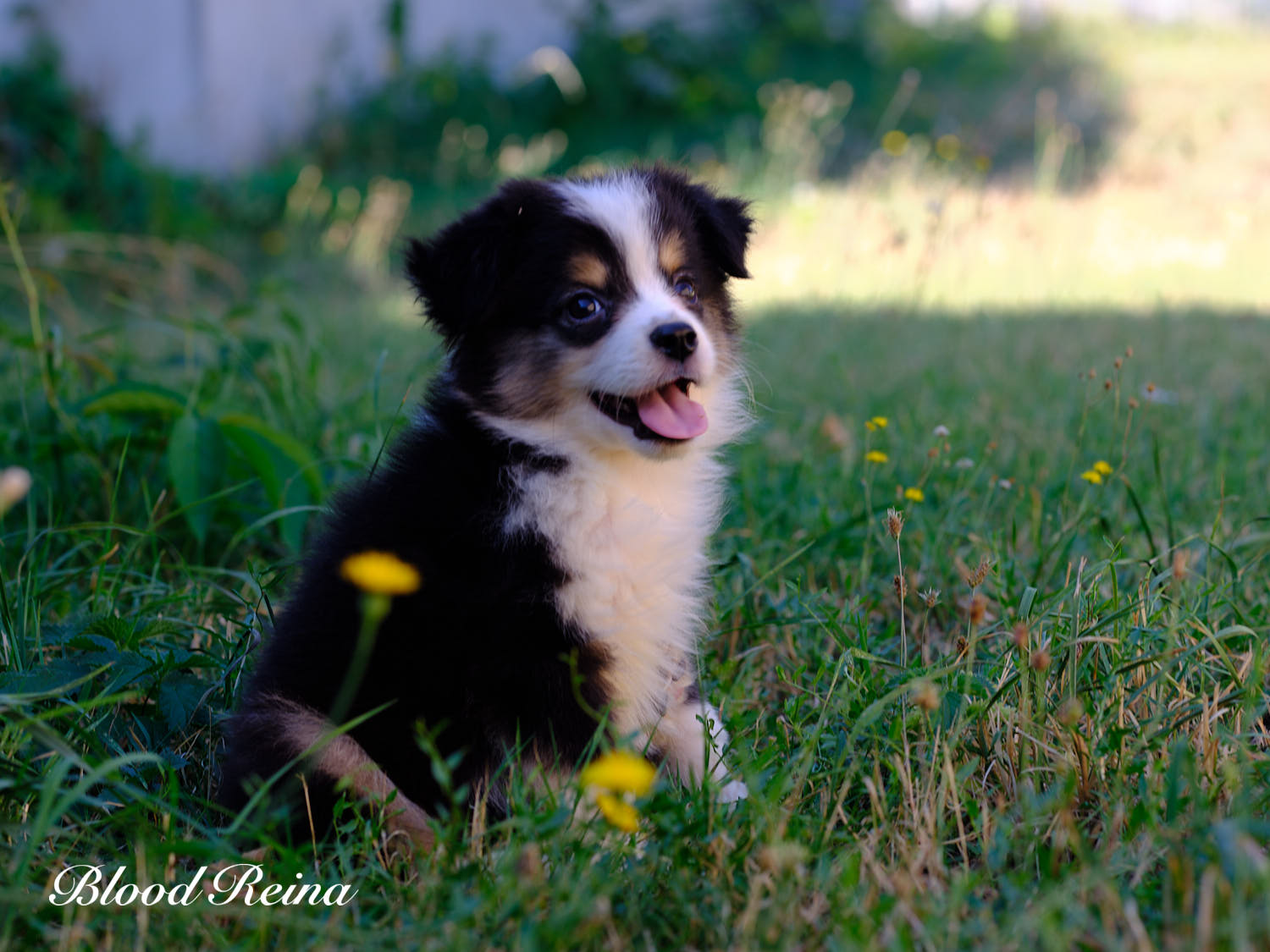 Chiot Berger Américain Miniature Bloodreina - photo 2