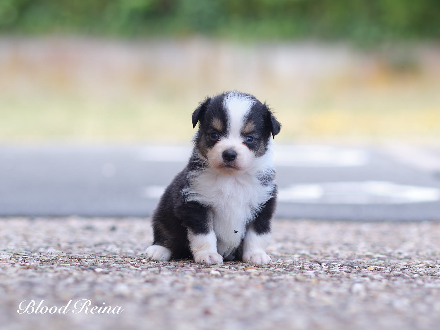 Chiot Berger Américain Miniature Bloodreina - photo 5