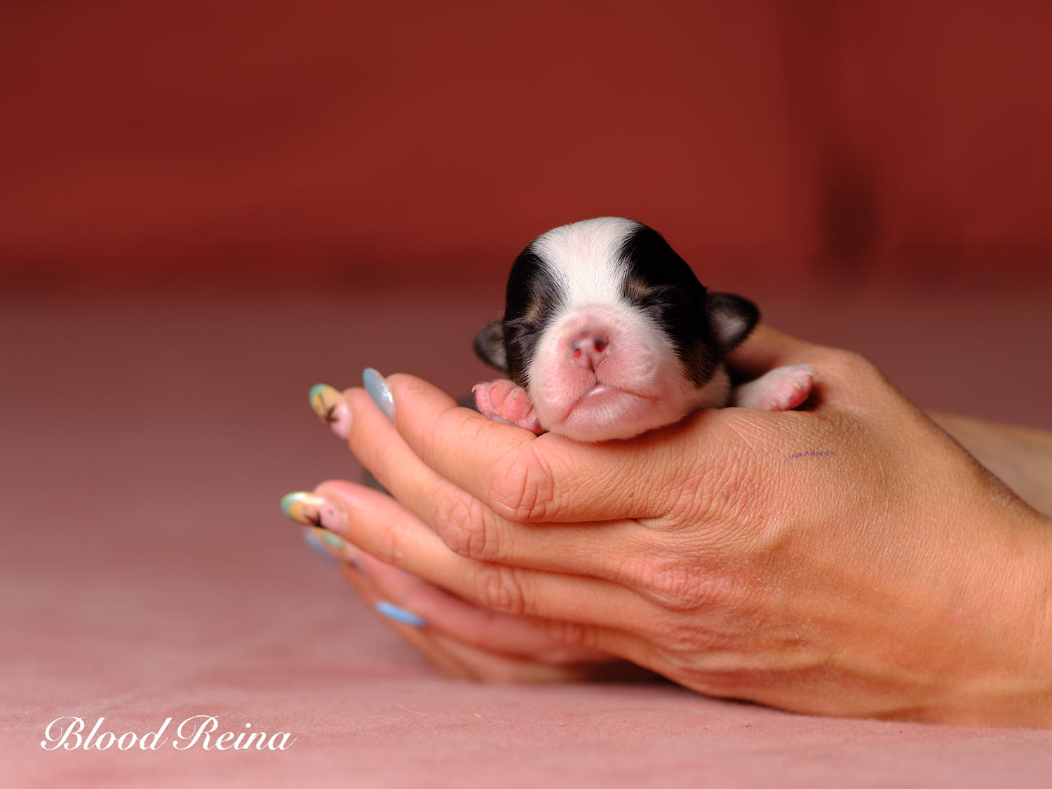 Chiot Berger Américain Miniature Bloodreina - photo 9