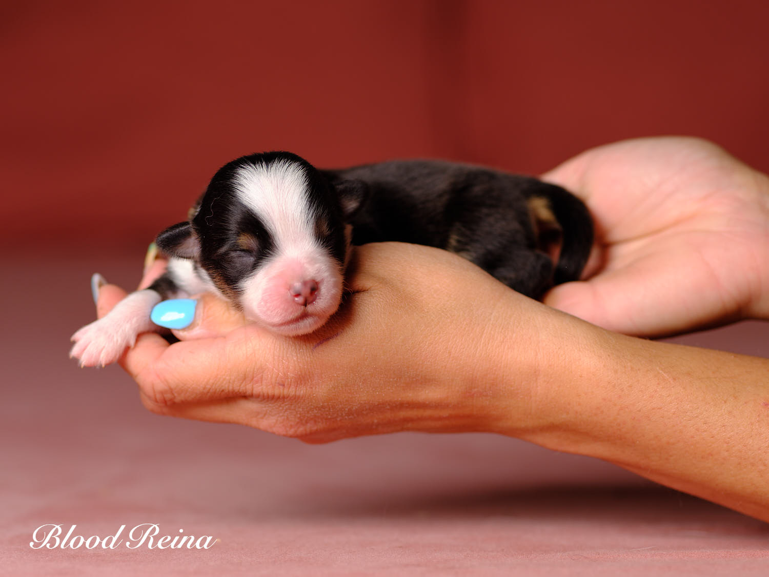 Chiot Berger Américain Miniature Bloodreina - photo 11