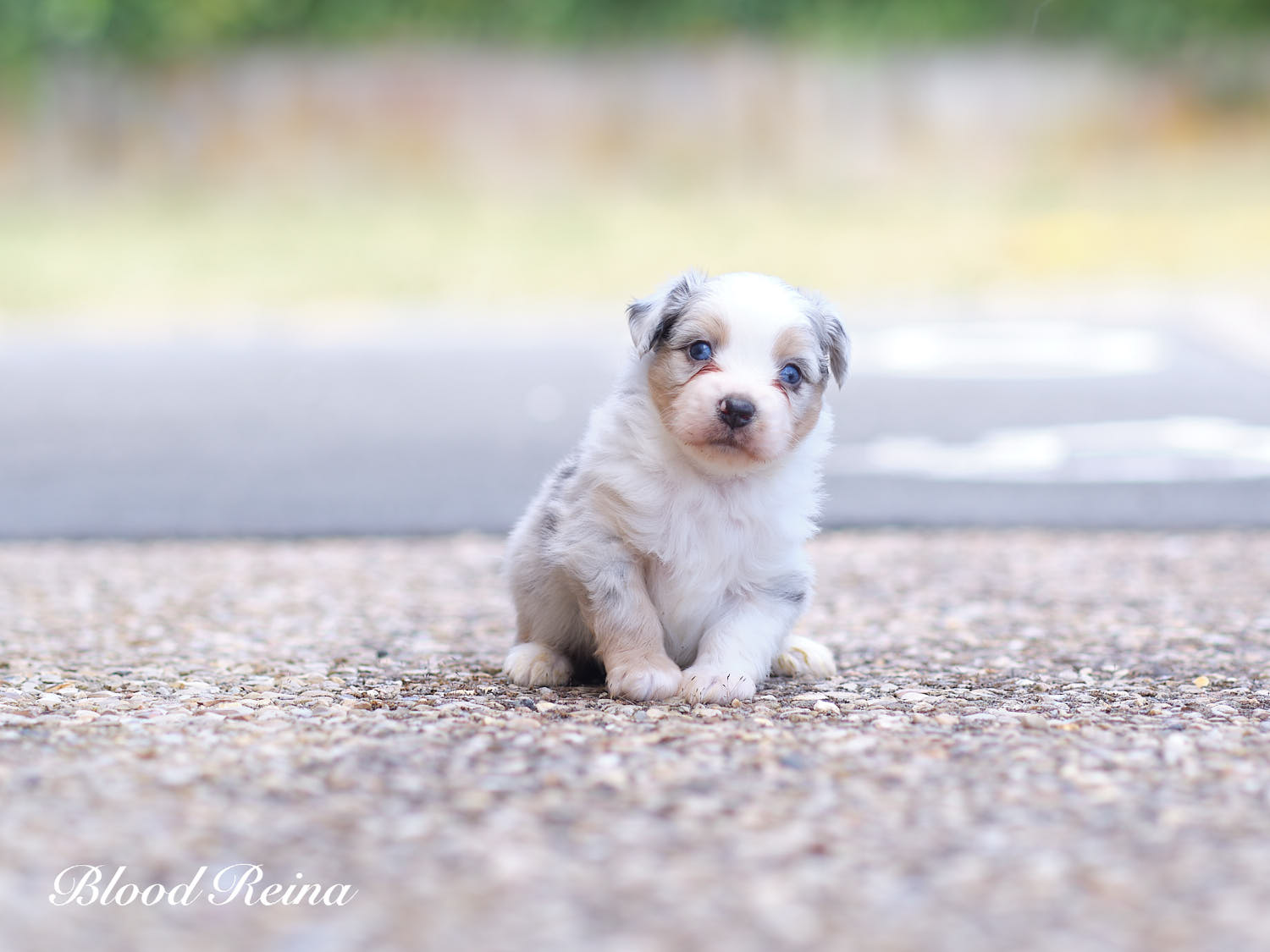 Blue-Boy, chiot Berger Américain Miniature