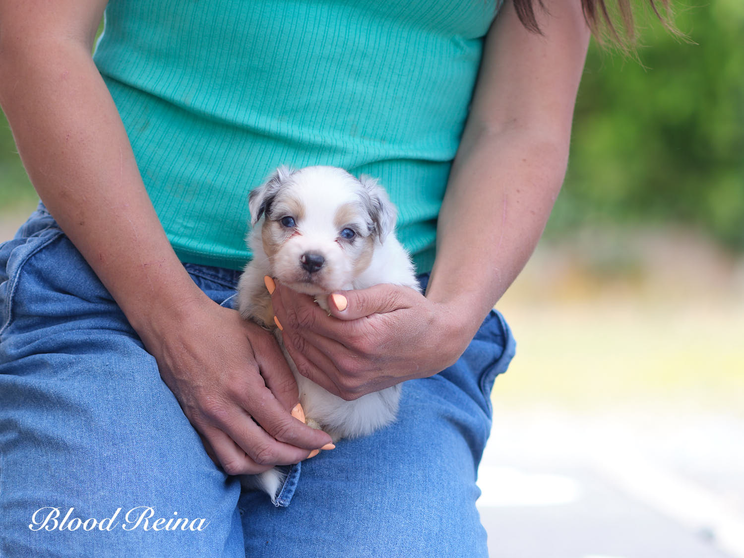Chiot Berger Américain Miniature Bloodreina - photo 13