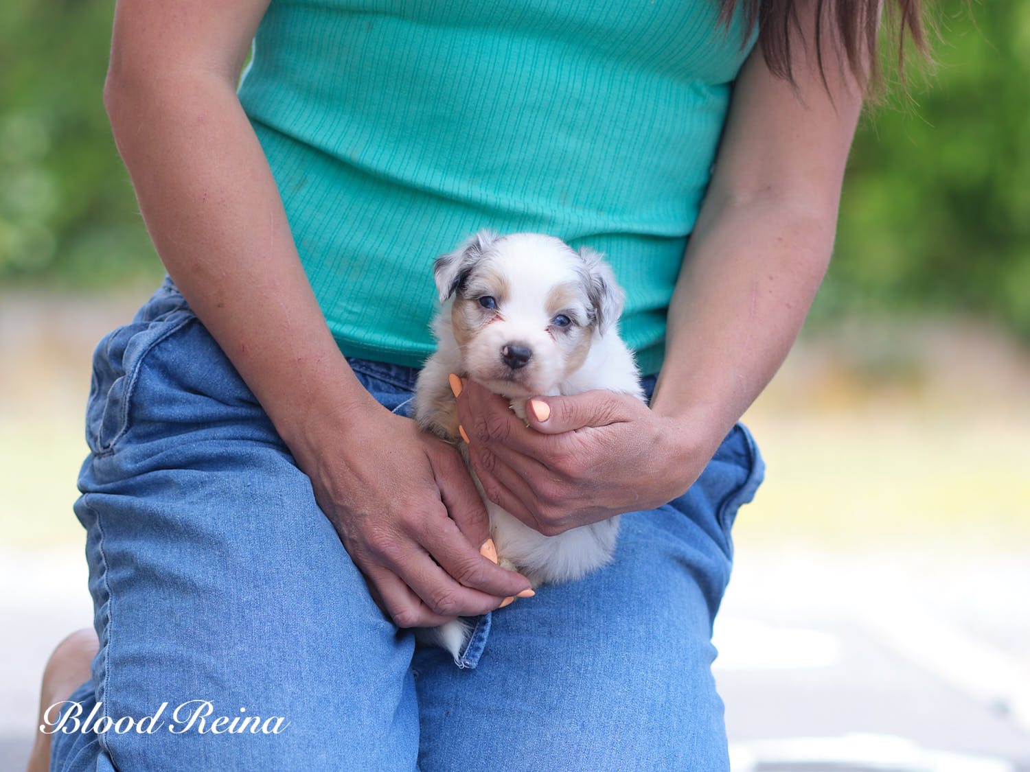 Chiot Berger Américain Miniature Bloodreina - photo 14