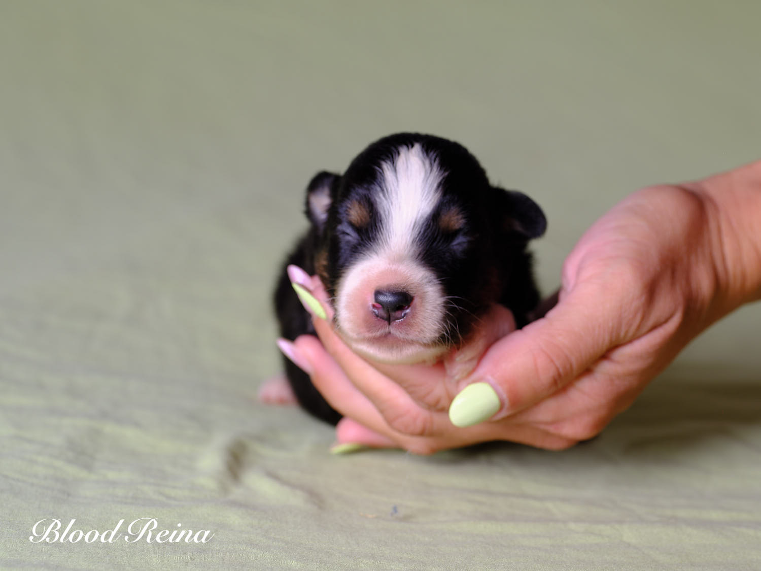 Sonic, chiot Berger Américain Miniature
