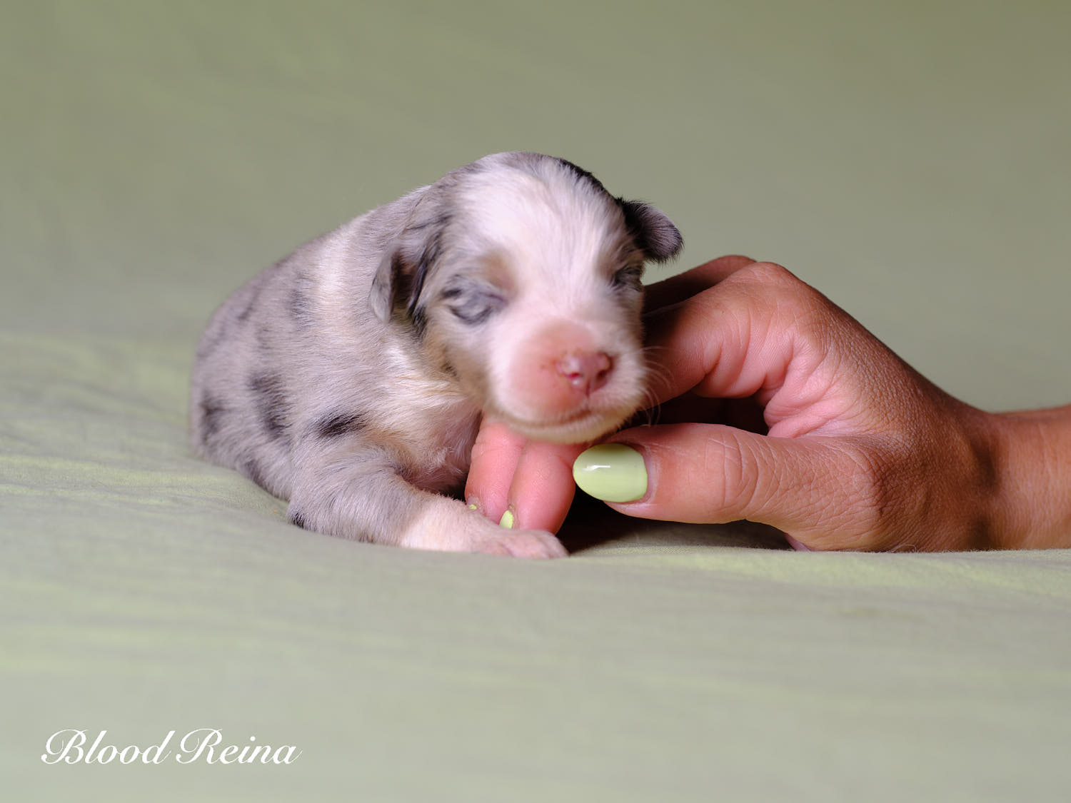 Yoshi, chiot Berger Américain Miniature