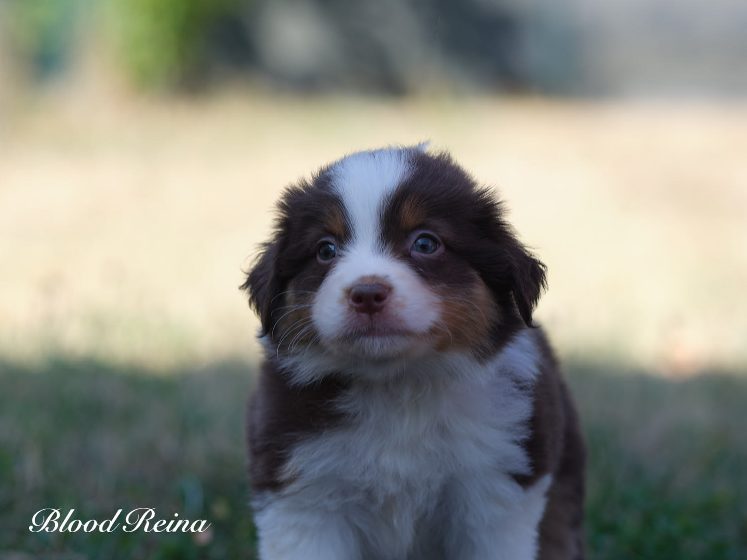 Photo chiot - portée RISE X MISTER GREY (2026) - Berger Américain Miniature