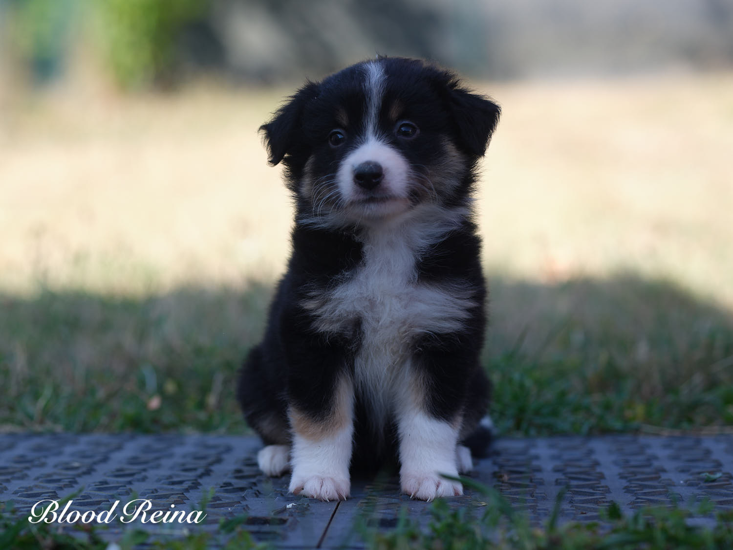 Bloom, chiot Berger Américain Miniature