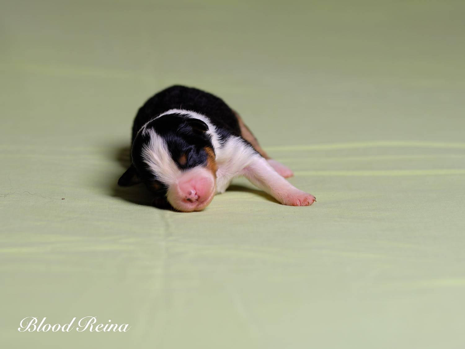 Chiot Berger Américain Miniature Bloodreina - photo 9