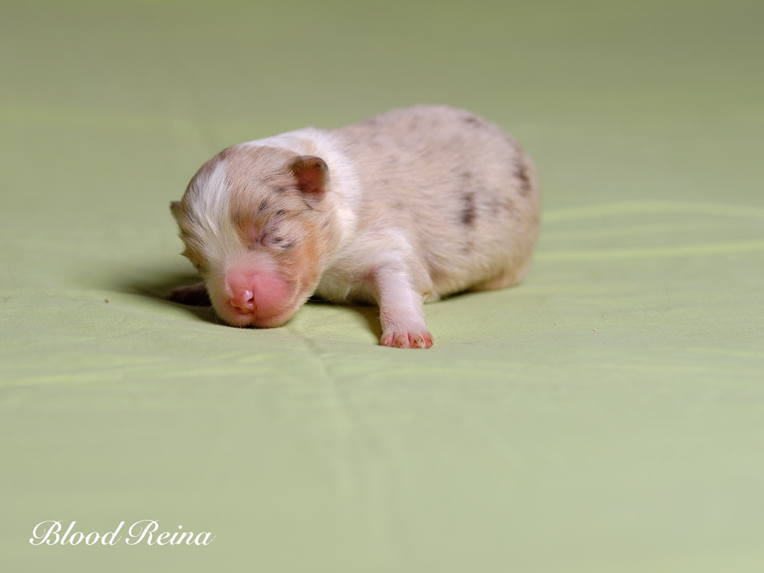 Bagou, chiot Berger Américain Miniature