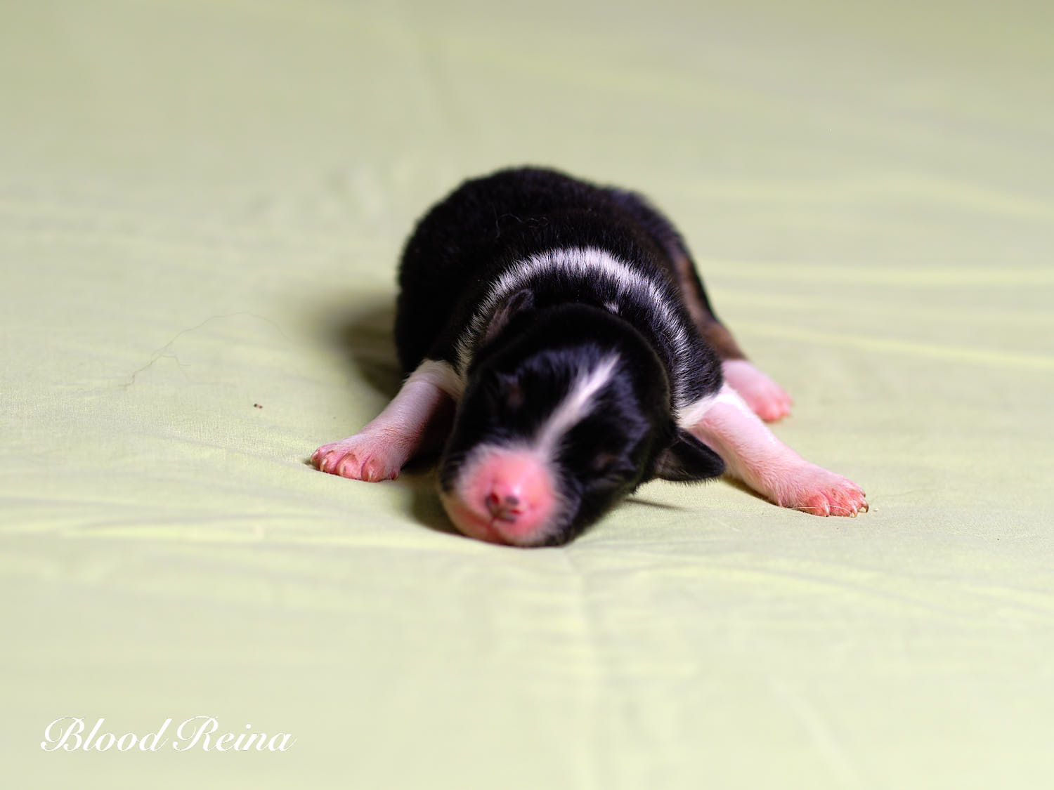 Blade, chiot Berger Américain Miniature disponible