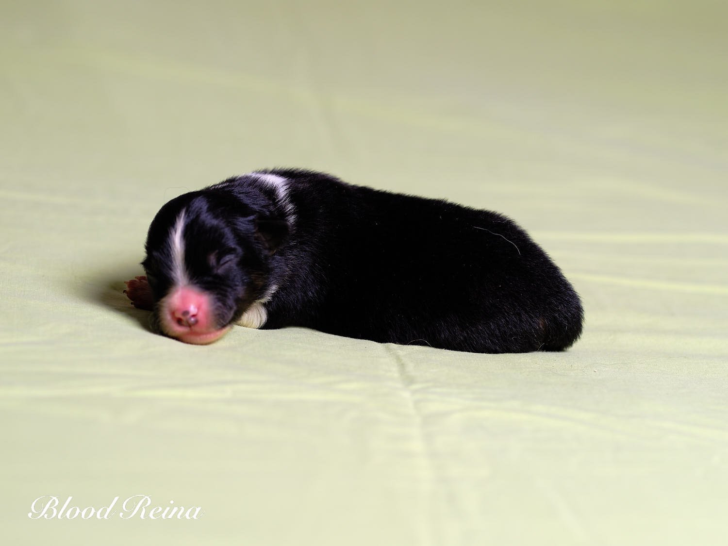 Chiot Berger Américain Miniature Bloodreina - photo 3