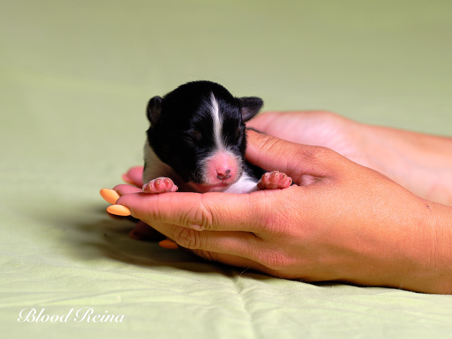 Chiot Berger Américain Miniature Bloodreina - photo 4