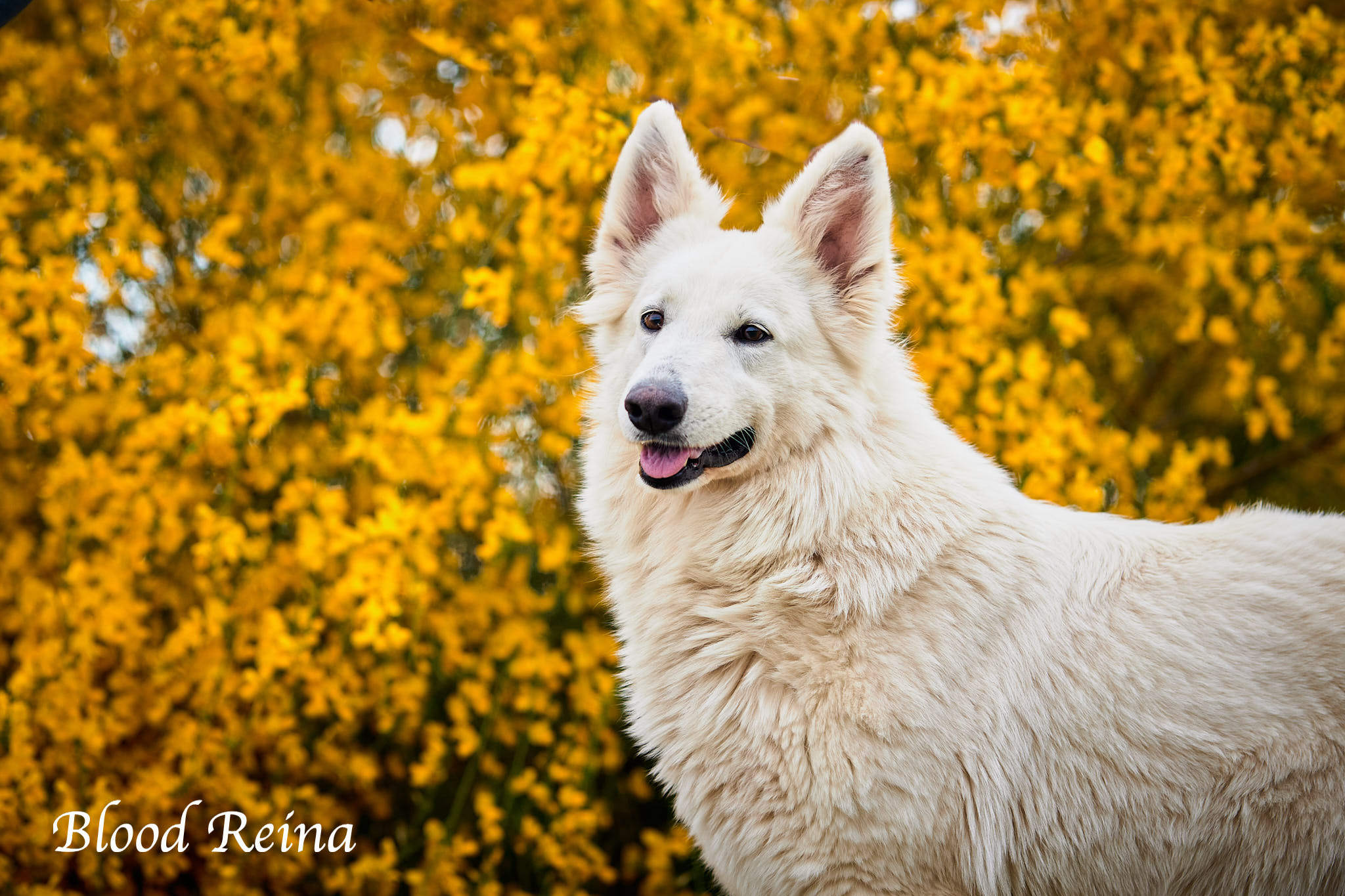 ZENA (Zenitka) — BBS Bloodreina