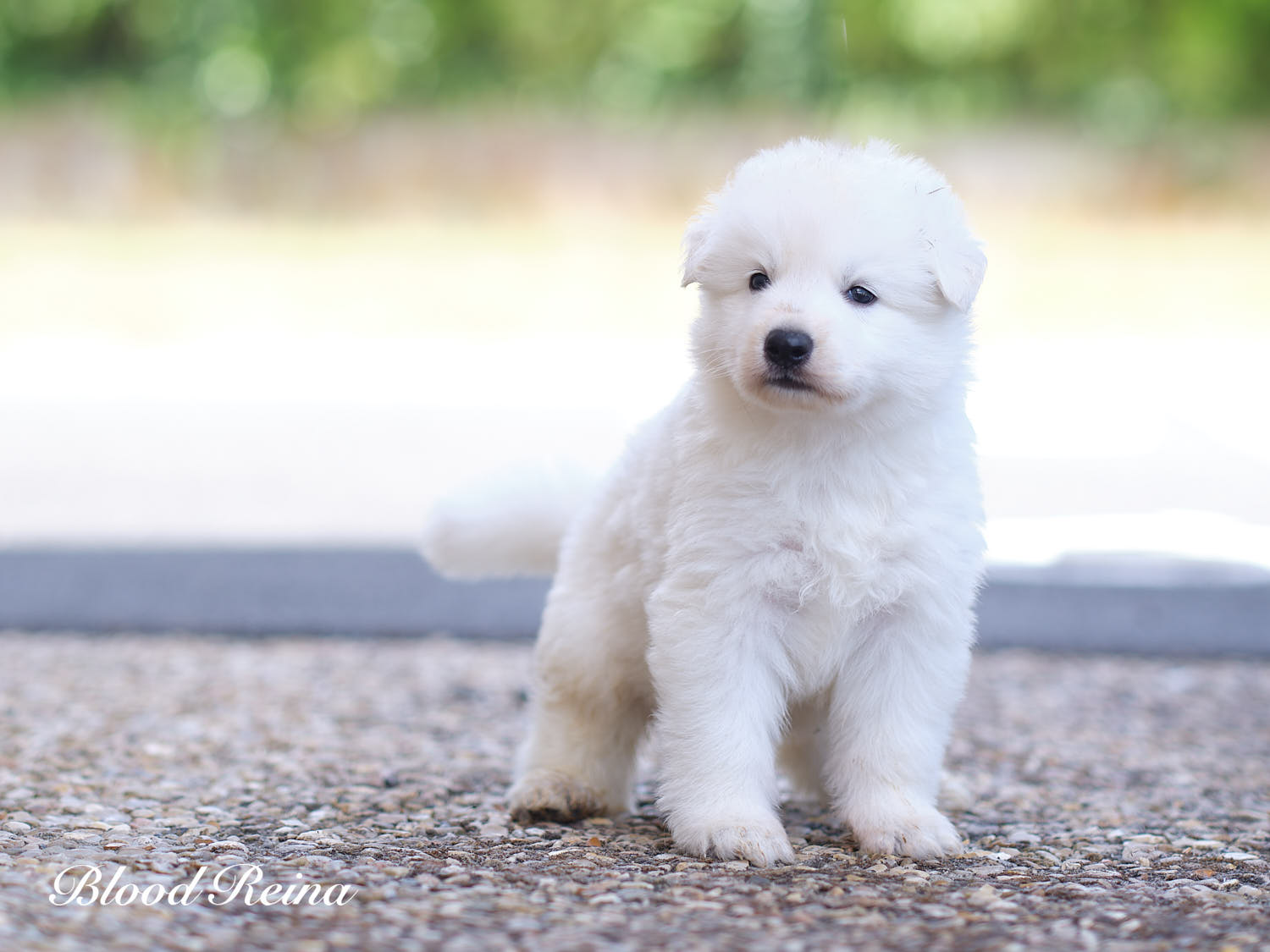 Bhoutan, chiot Berger Blanc Suisse