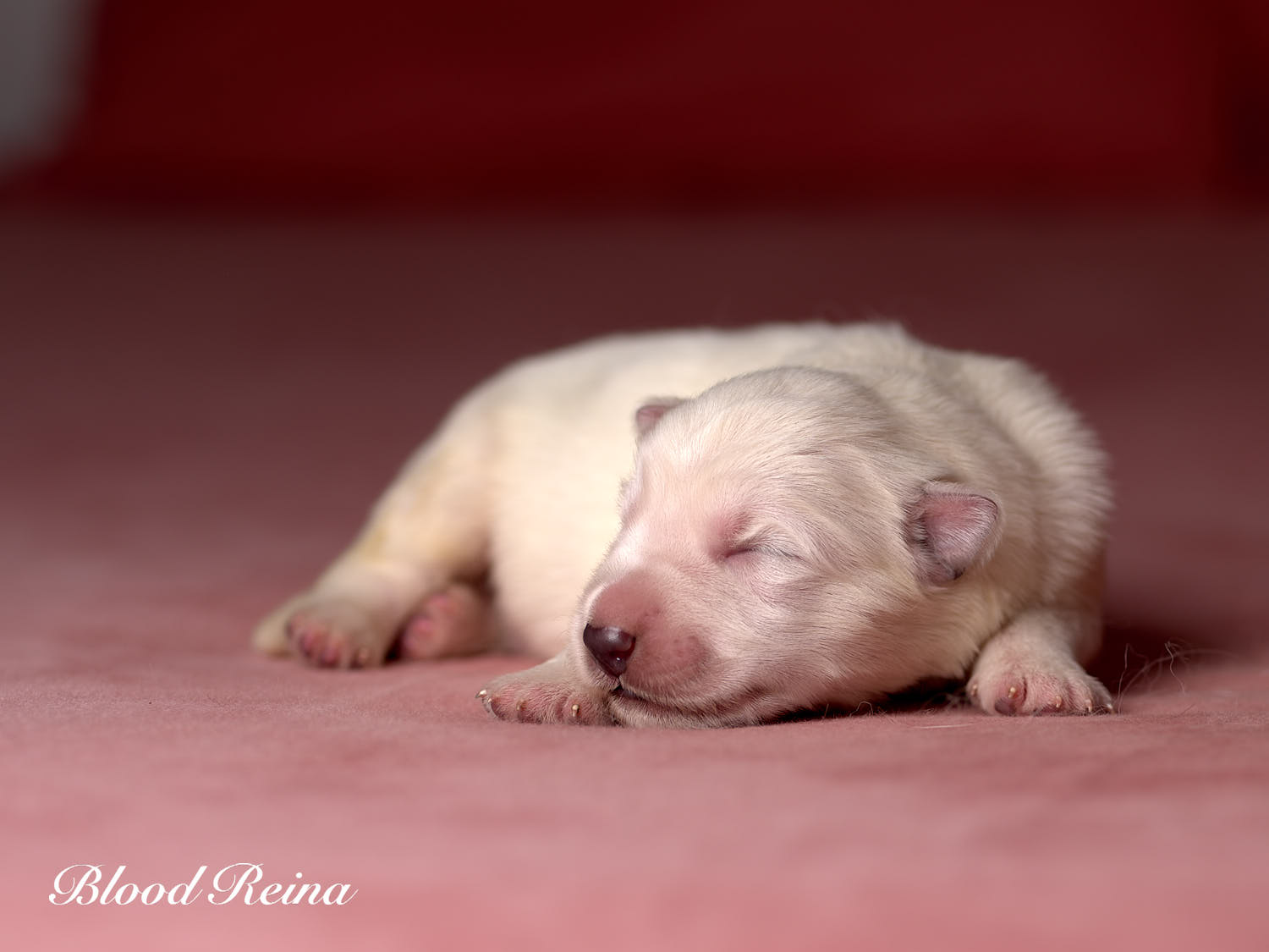 Chiot Berger Blanc Suisse Bloodreina - photo 18