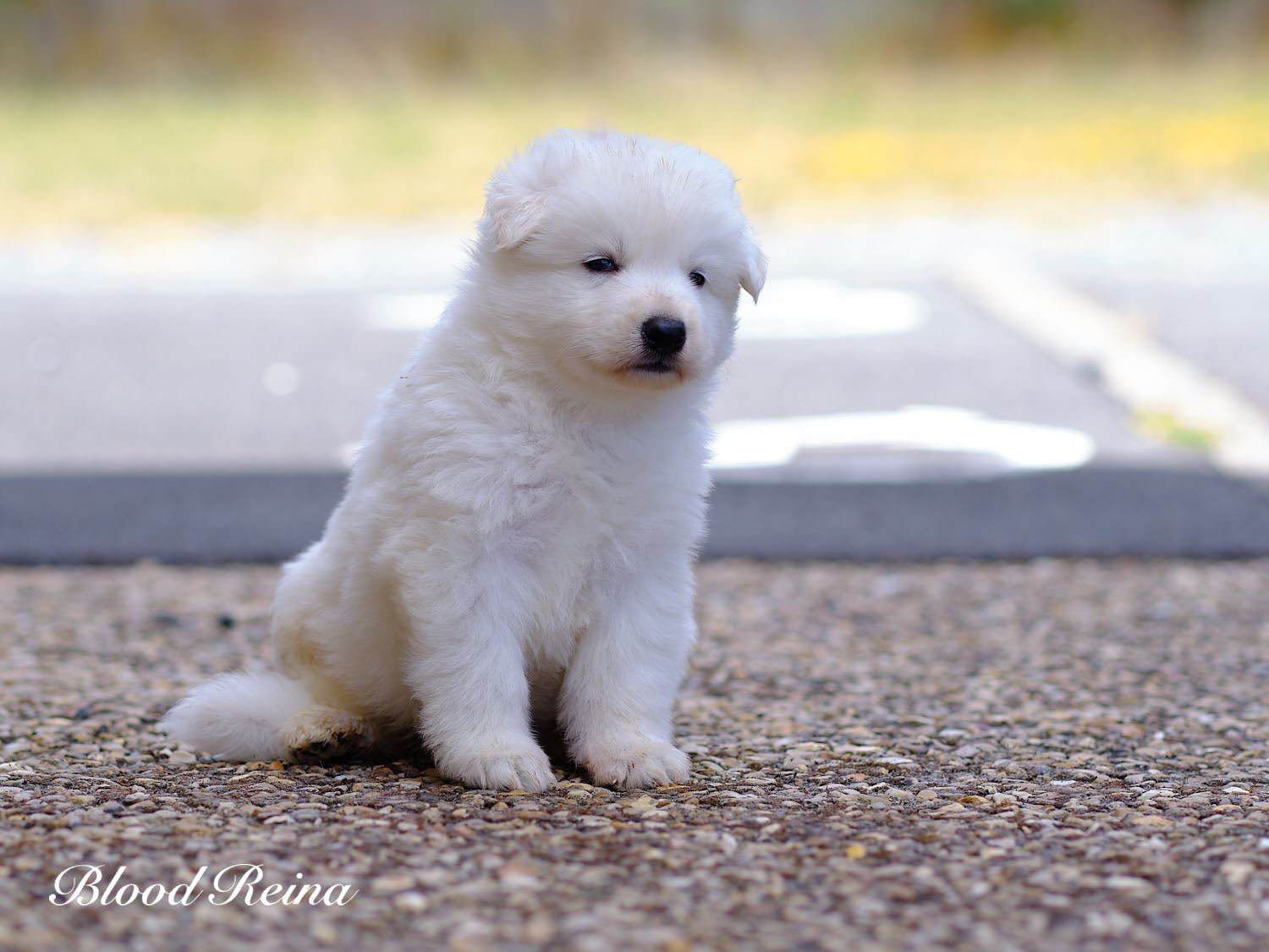 Boston, chiot Berger Blanc Suisse
