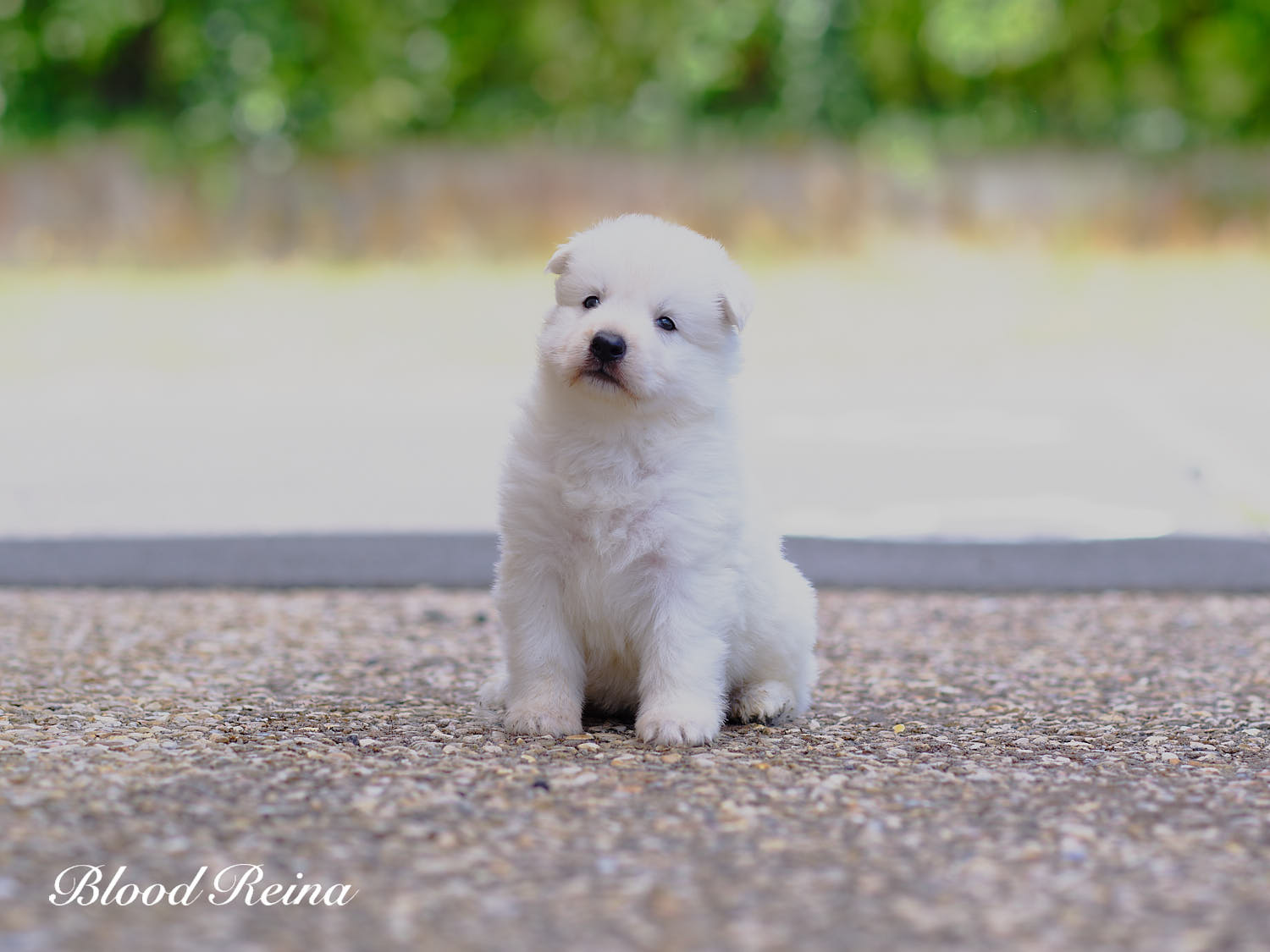 Bahia, chiot Berger Blanc Suisse disponible
