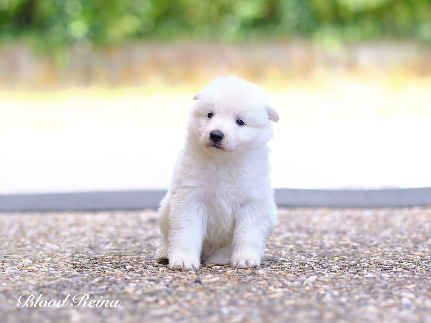 Chiot Berger Blanc Suisse Bloodreina - photo 3