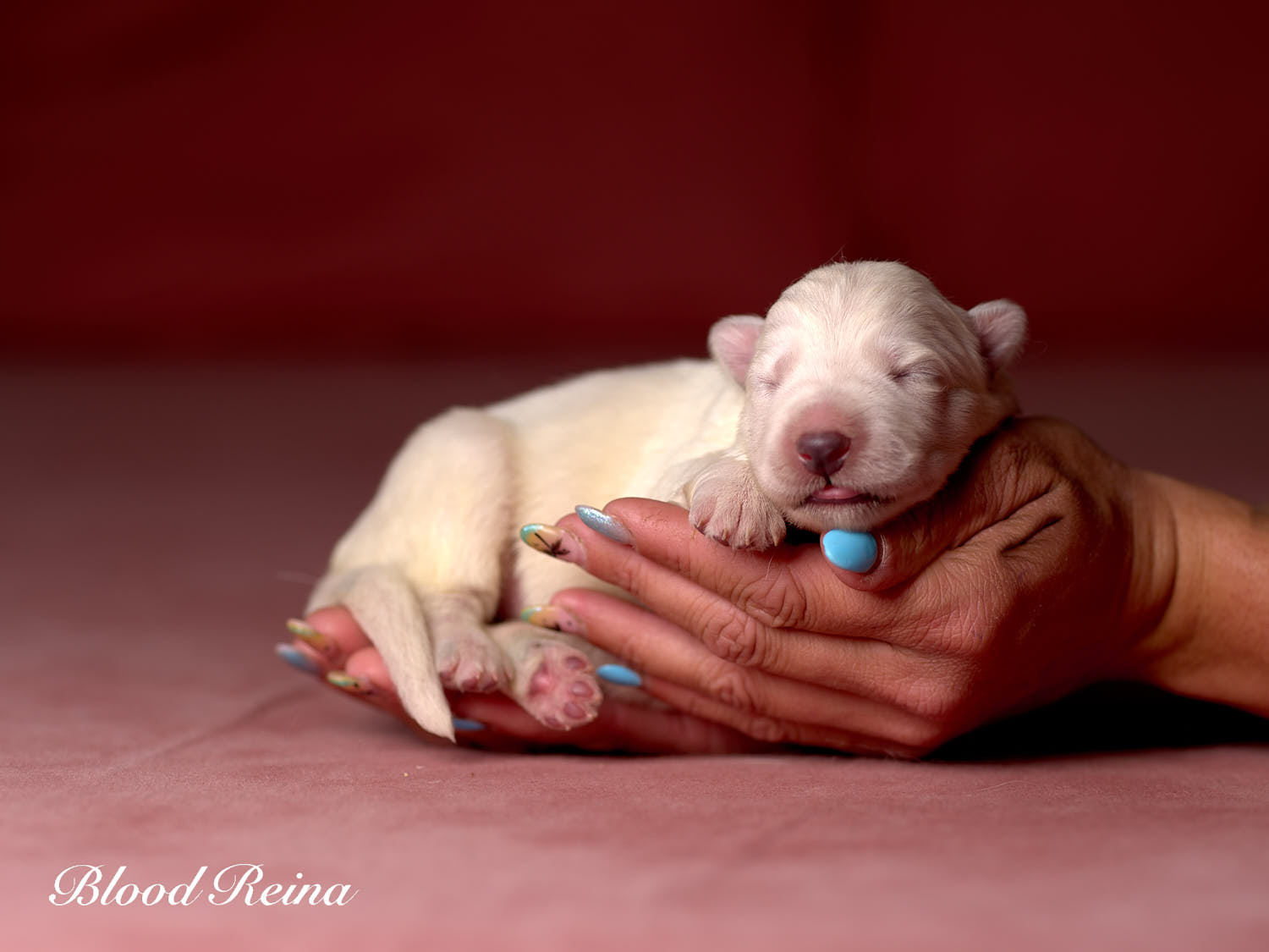 Chiot Berger Blanc Suisse Bloodreina - photo 11