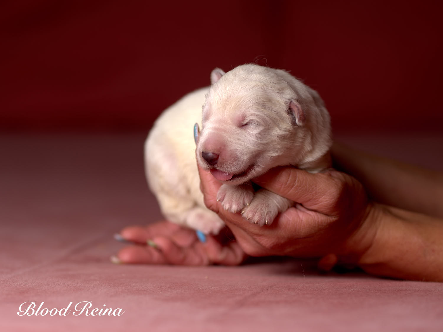 Chiot Berger Blanc Suisse Bloodreina - photo 12