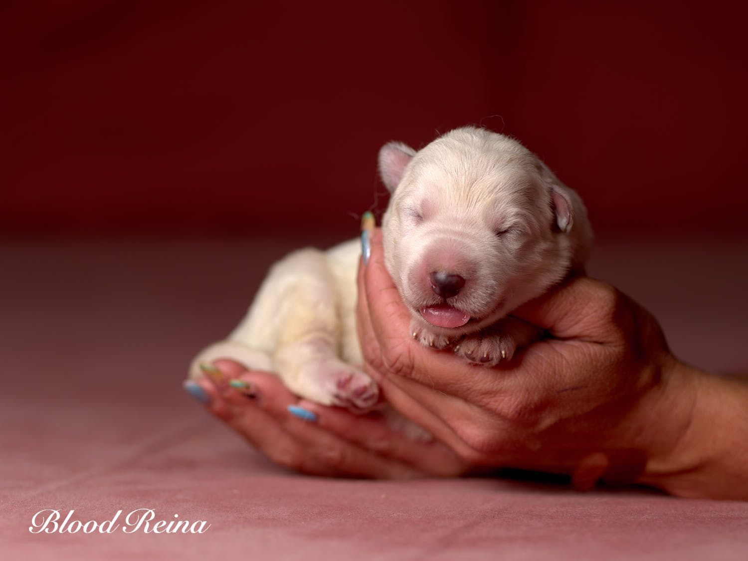 Chiot Berger Blanc Suisse Bloodreina - photo 13