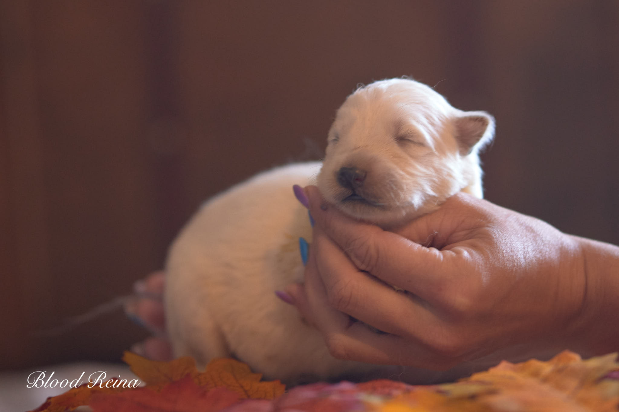 Bay, chiot Berger Blanc Suisse