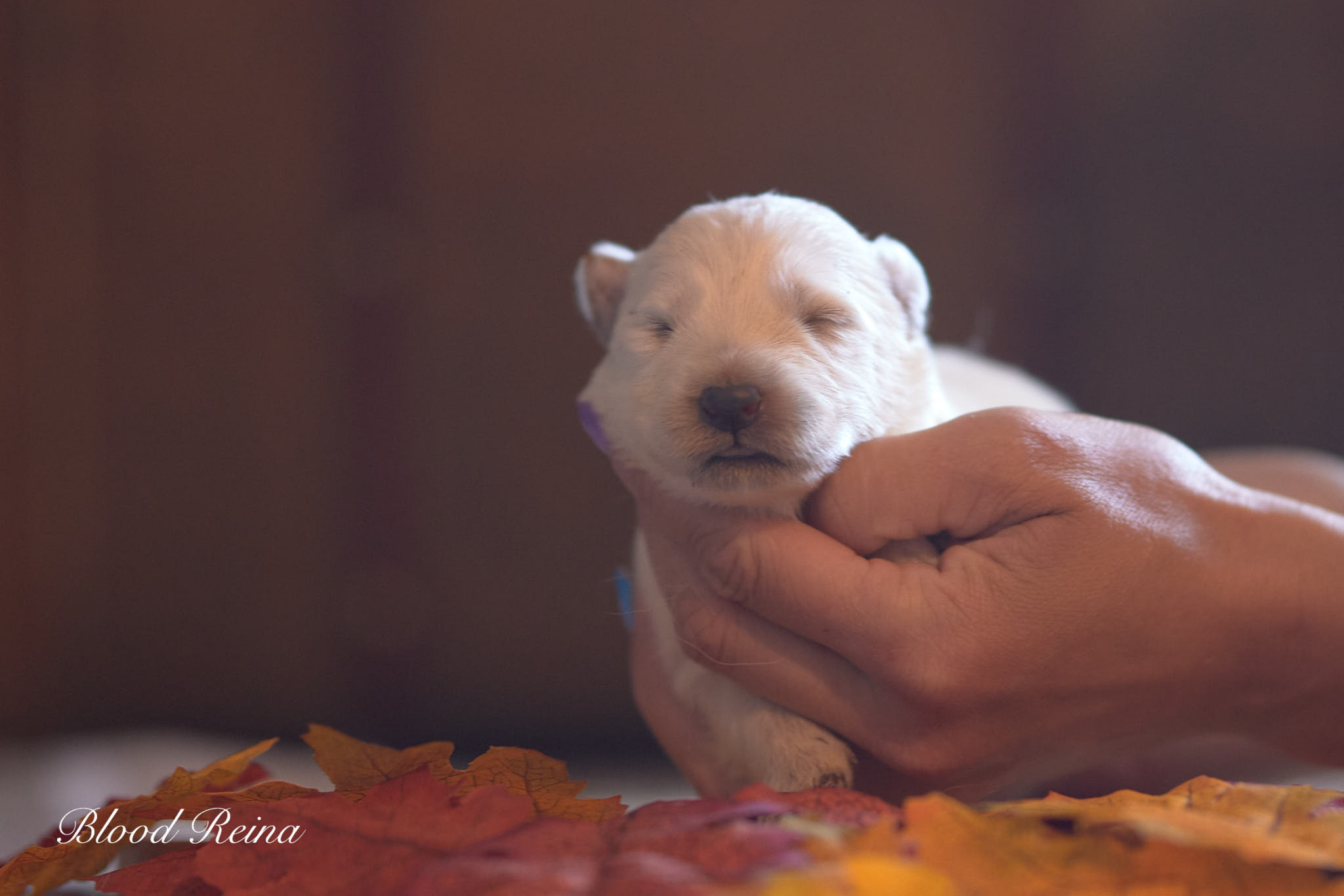 Basil, chiot Berger Blanc Suisse